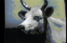 All Cows Eat Grass, Laurie McDonald All Cows Eat Grass, Laurie McDonald