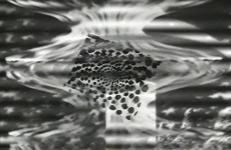 Edward Rankus & John Manning & Barbara Aronofsky Latham, AlienNATION AlienNATION