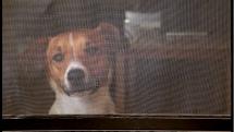 See a Dog, Hear a Dog See a Dog, Hear a Dog